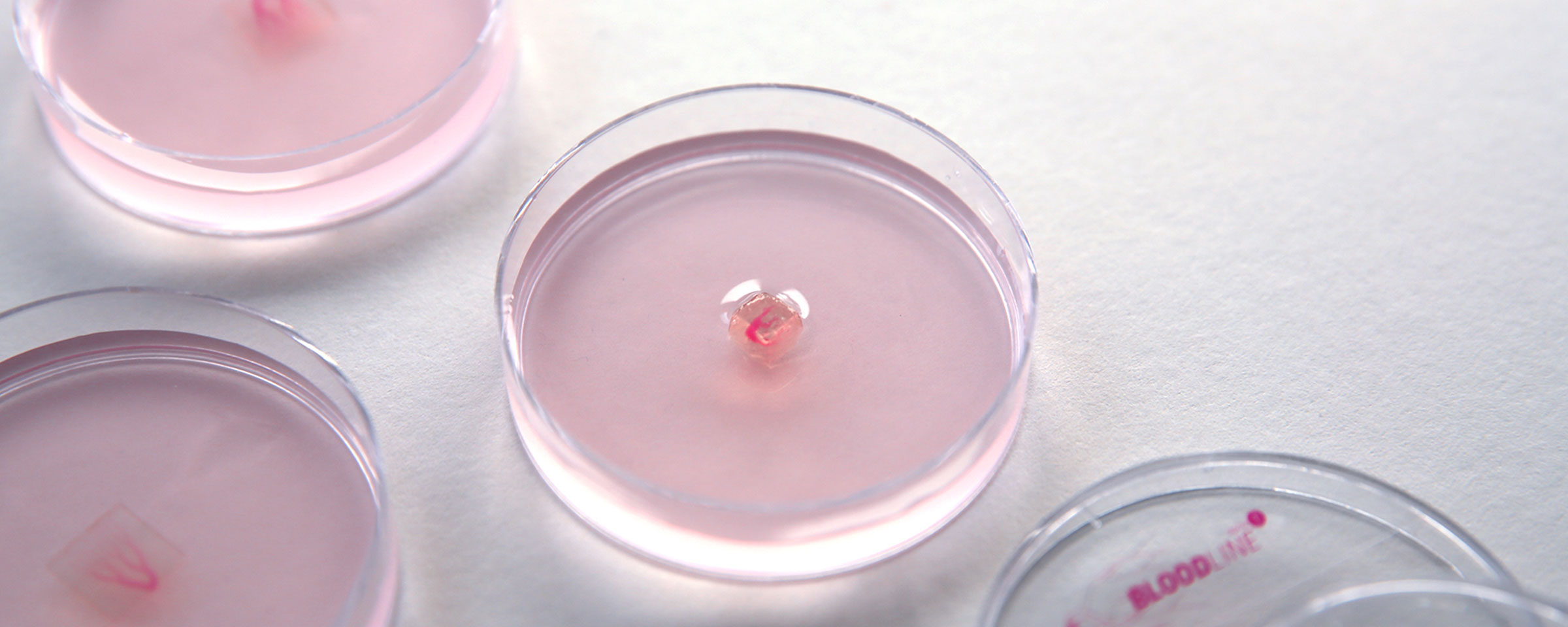 Bloodline gewinnt Auszeichnung