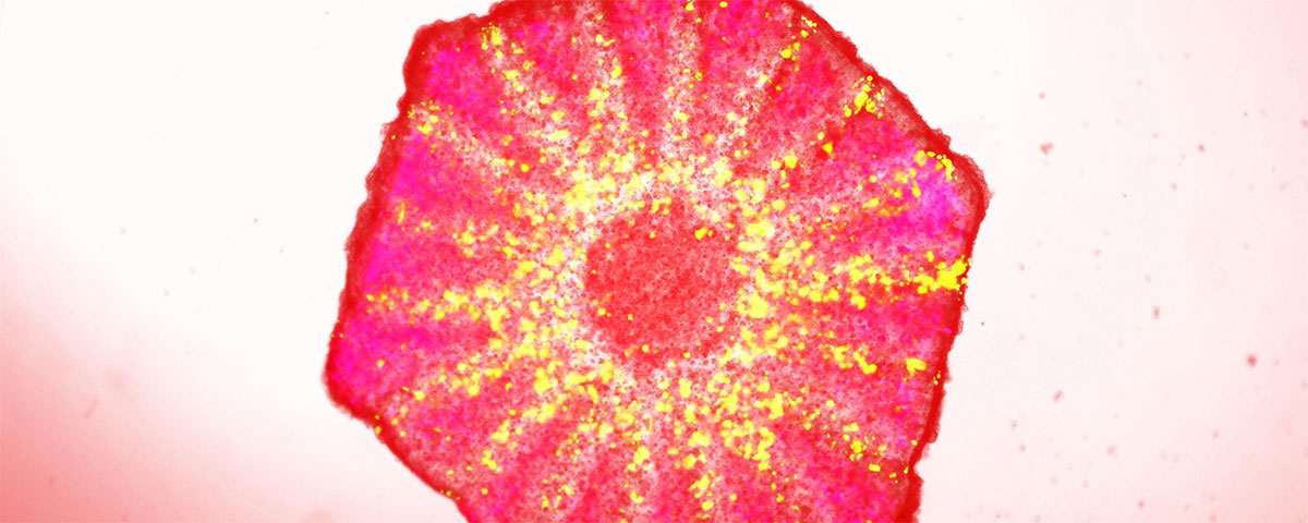 Gedruckter, vaskularisierter Leber-Lobulus