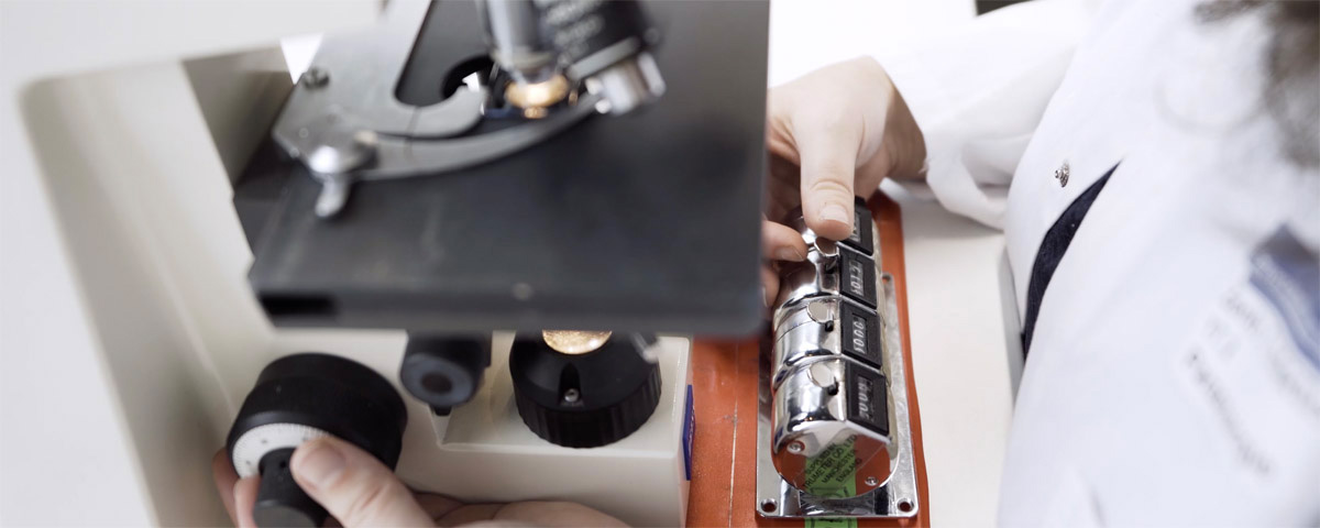 Zellen zählen am Mikroskop gehört zum Alltag in Forschung und Medizin.